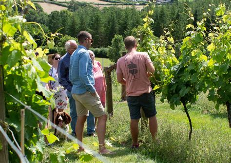 Devon Wine Tasting & Vineyard Tour Experience