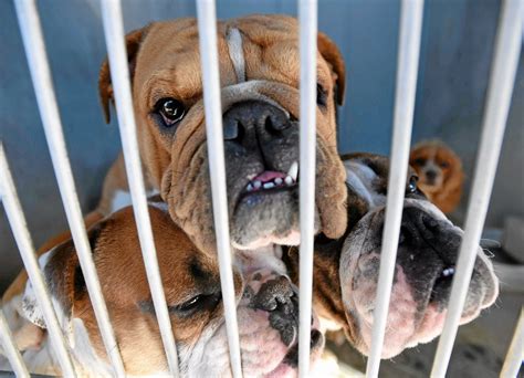 Feb 21, 2023 · Devore Animal Shelter is a very high-kill shelter that refuses to place an elderly 11 year old dog with a loving family for over a year. A $52.50 adoption fee is charged along with the surgery. Depending on the size of your lot, you can have 2-5 dogs, cats, and/or pot-bellied pigs. . 
