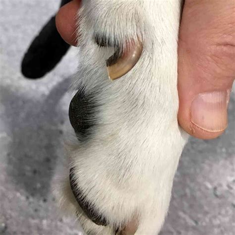 Dew claws removed. PS. Removal of dew claws and docking tails is EXTREMELY painful for a puppy. This procedure is done early on purely becasue it is 1. easier to handle the dog. 2. Puppies sleep almost all the time when a few days old so the pain is less obtrusive for the dog. 3. It is cheaper. 