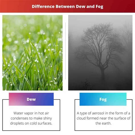 Dew vs Fog Difference and Comparison