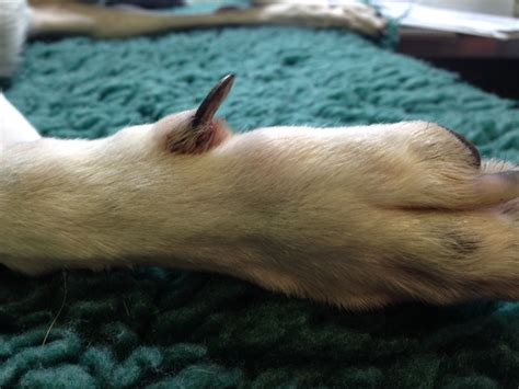 Dewclaw removal. Dewclaw removal is not routinely required in older puppies and dogs. Some dogs’ dewclaws are merely a flap of skin with a toenail attached, but many dewclaws are a fully-articulated bony digit. In a non-neonate patient, dewclaw removal involves surgical amputation of this digit. 