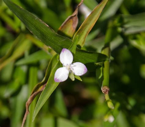 Dewflower