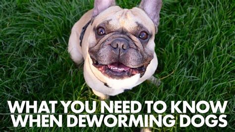 Deworming Your Dog? Here