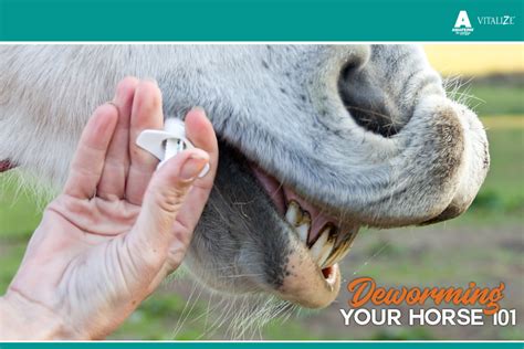 Deworming Your Horse 101 TSLN.com