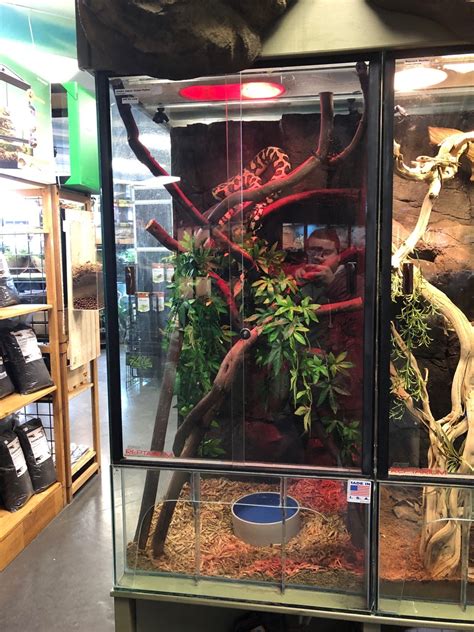 One of the coolest reptile shop tours I've ever had is the DFW Reptarium. This reptile store is so uniquely designed, and has some of the most awesome snakes, lizards, turtles, dart frogs .... 