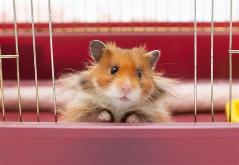 Chinese hamsters, Syrian hamsters, and Mangolian hamsters love to live and survive in the wild. . Dhamsterlive