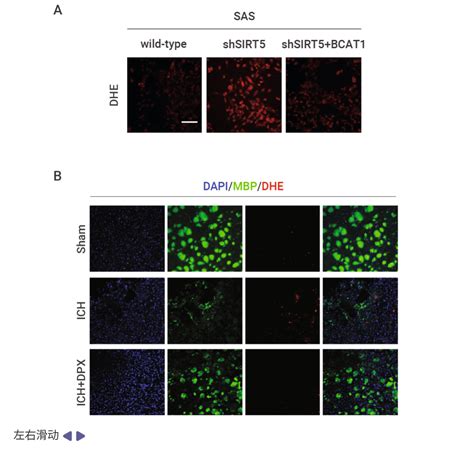 Dhe Pires @Dehpiresof Onlyfans Leak [PPV] 205 Photos