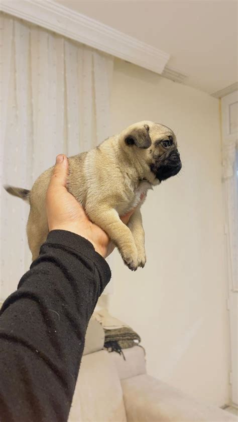 Dişi Erkek Pug Mops  1174092. 