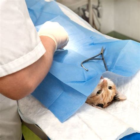 Dişi kedilerde kısırlaştırma ameliyatı
