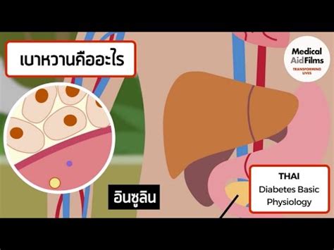 Diabetes: Basic Physiology (Thai language) - YouTube