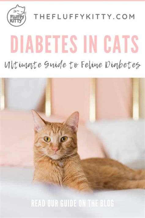 Diabetes in cats a comprehensive guide to diabetes in cats. - The selftaught programmer the definitive guide to programming professionally.