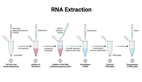 Diagnostics Free Full-Text Comparison of Simple RNA Extraction ...