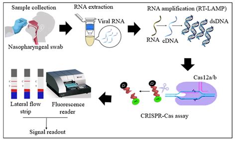 Diagnostics Free FullText Rapid SARSCoV2 Detection Using the