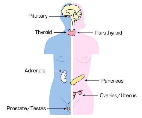 Diagram For Endocrime System Endocrine System Disorders Diso