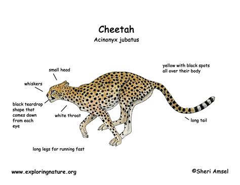 Diagram Of A Cheetah