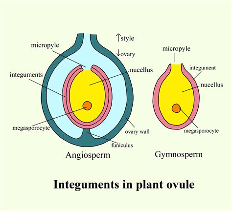 Diagram Of An Ovule