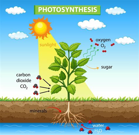 Diagram Of Photosynthesis exatin.info