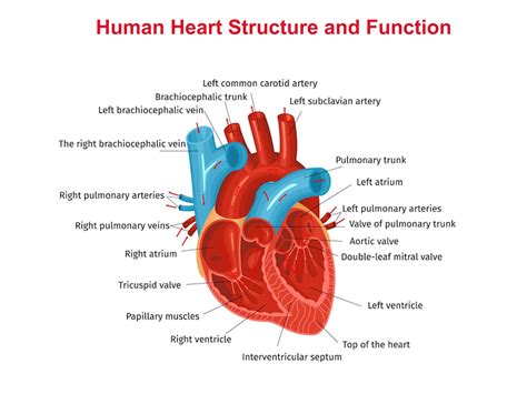 Diagram Of The Human Heart Heart Diagram Basic Anatomy And Physiology Human Heart Diagram