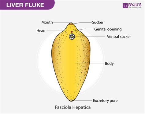 Diagram of Fasciola hepatica - BYJU