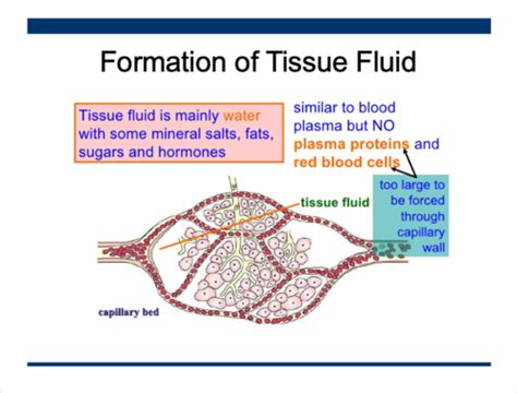 Diagram of Formation of tissue fluid Quizlet
