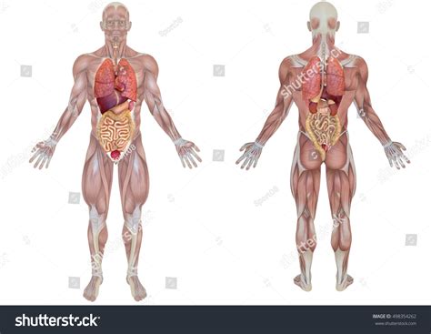 Diagram of human body organs front and back