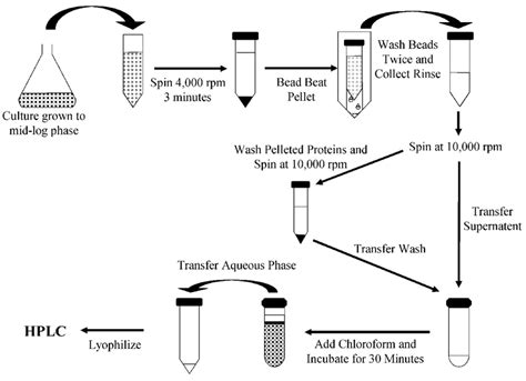Diagrammatic representation of the extraction protocol. Cells are