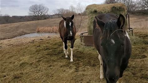 Diaman H Stables added 3 new photos to the album: Diaman H mares in foal to No Risk for 2023.