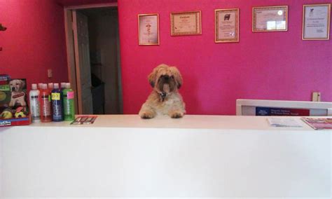 Diamond Dog Grooming Studio - Home - facebook.com