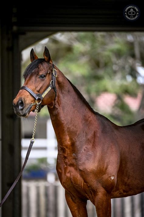 Diamond Express - Stallion Breednet