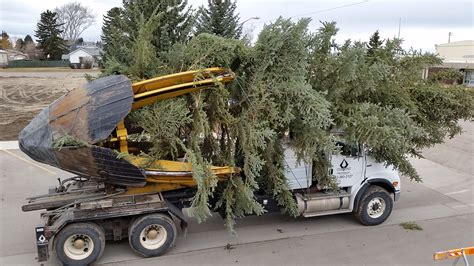 Diamond Tree Moving Ltd. – Your Large Tree Moving …