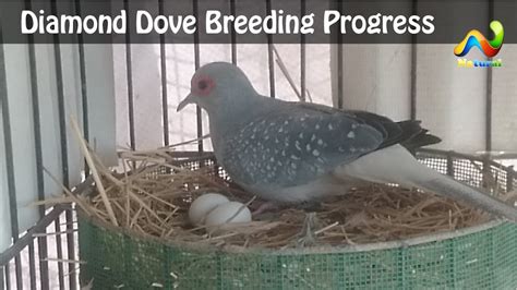 $75 Diamond Doves for Sale Center Moriches, NY Species Diamo