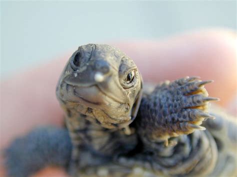 Diamondback Terrapins Thrive Where Others Can’t - The New York Times