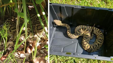 Diamondback rattlesnake removed from Wesley Chapel man