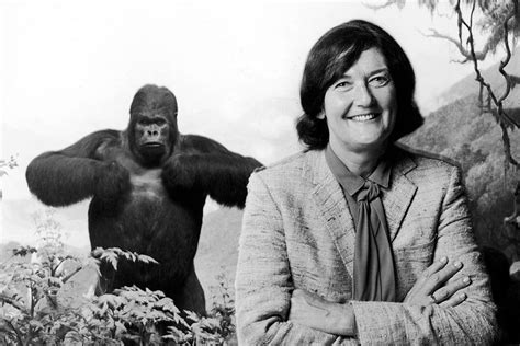 Dian Fossey Facts & Discoveries Who was Dian Fossey? Study.com