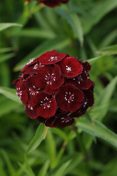 Dianthus - Sweet Black Cherry - Annual - Amazon.com