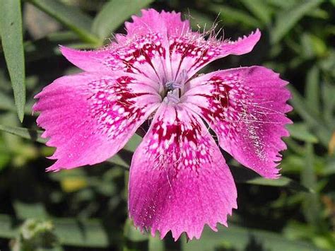 Dianthus - Wikiwand