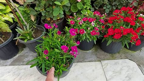 Dianthus Pruning Mistakes #BreathingSpace - YouTube