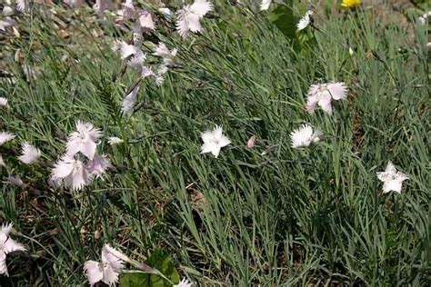 Dianthus anatolicus - Wikiwand