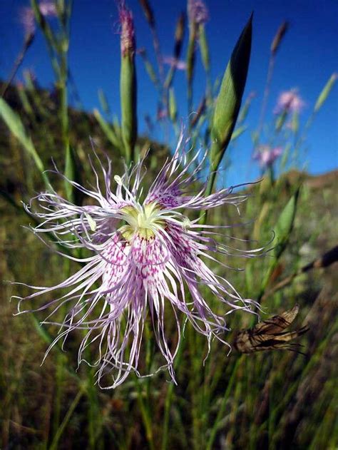 Dianthus broteri - Wikiwand