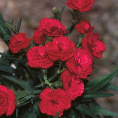 Dianthus caryophyllus - an overview ScienceDirect Topics