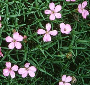 Dianthus freynii - Joy Creek