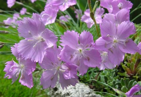 Dianthus freynii - Wikidata