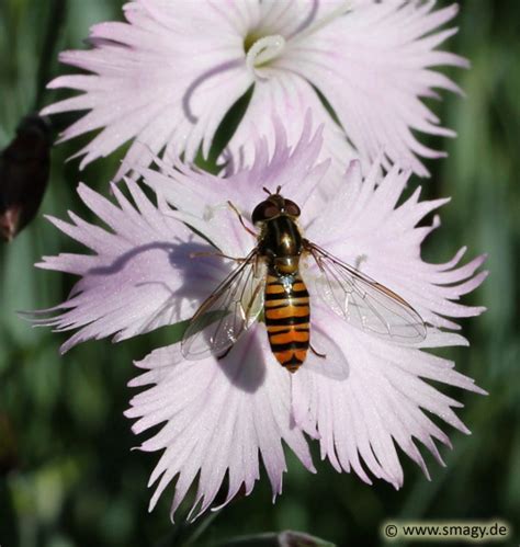 Dianthus-Insekten