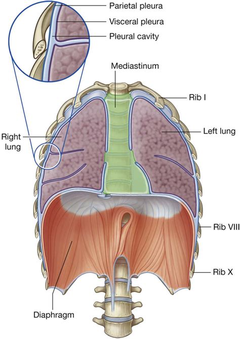 Diaphragm Thoracic Key