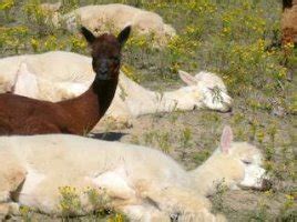 Diarrhea in alpacas. .  <a href=https://remont-master.ru/pehnoa/boyer-funeral-home-po...