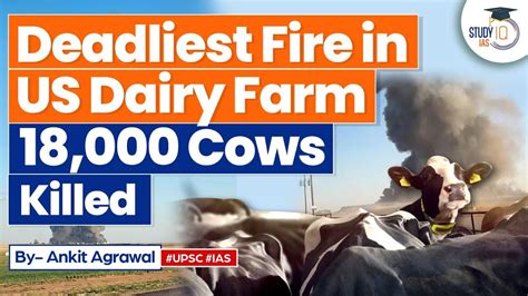 Diary farm explosion kills 18,000 cows in US - Vanguard …