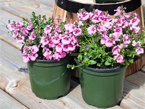 Diascia - planting and advice on caring for it - Nature and garden