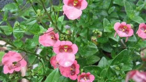 Diascia Plant (twinspur) profile - RayaGarden