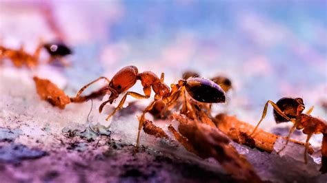 Diatomaceous earth ants. Yes, Diatomaceous Earth kills ants — though its efficacy may vary between different species. It also kills insects and arachnids like ticks, mites, spiders, bedbugs, and … 
