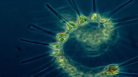 Diatomeas y silicoflagelados del fitoplancton del golfo de guayaquil. - Mitsubishi caja de cambios manual f5m41 manual de taller.